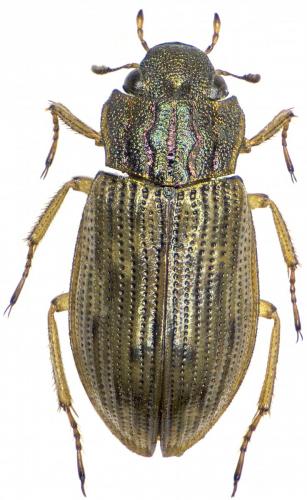 Helophorus sp.